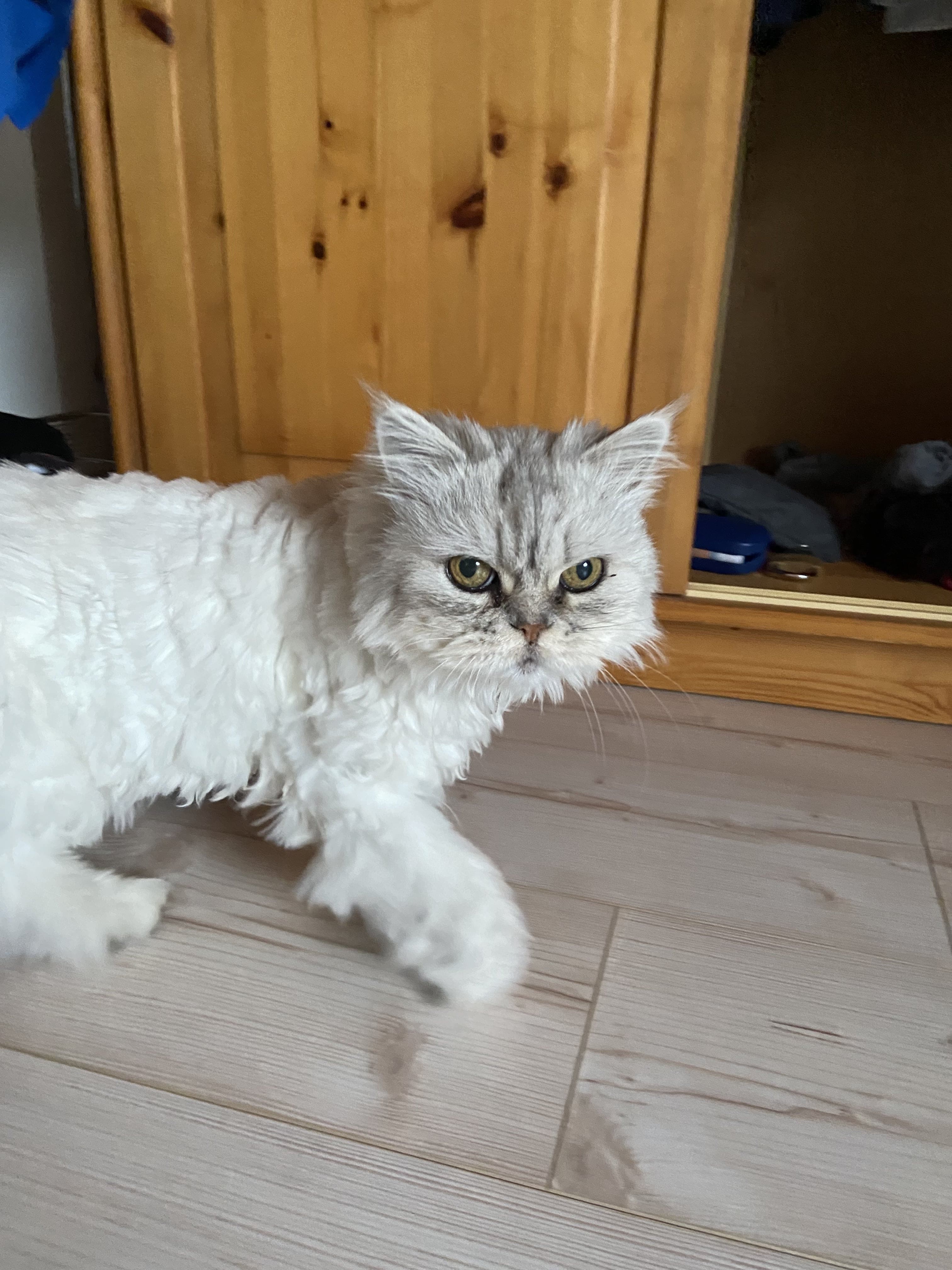 white cat