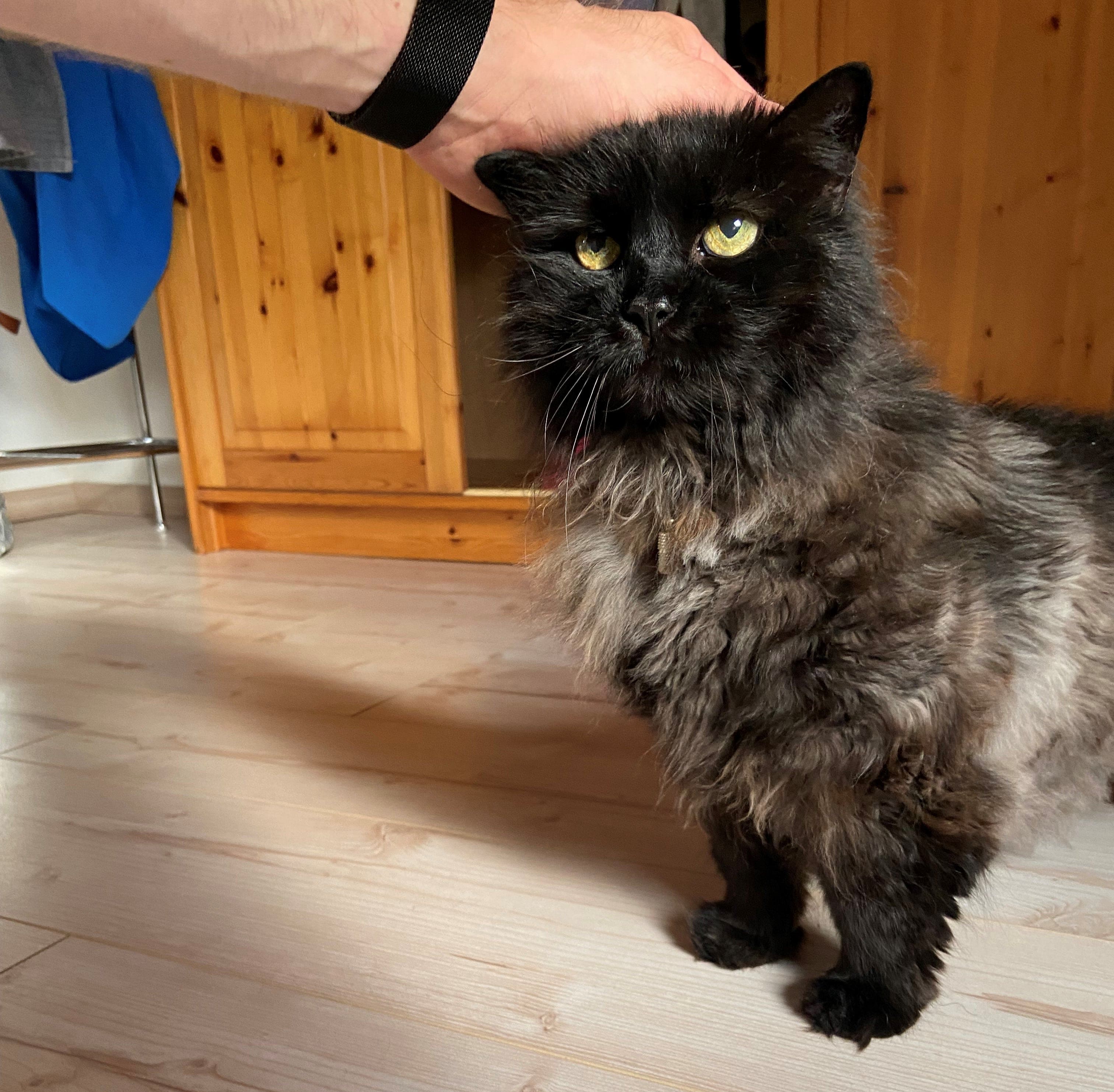 airbnb cat