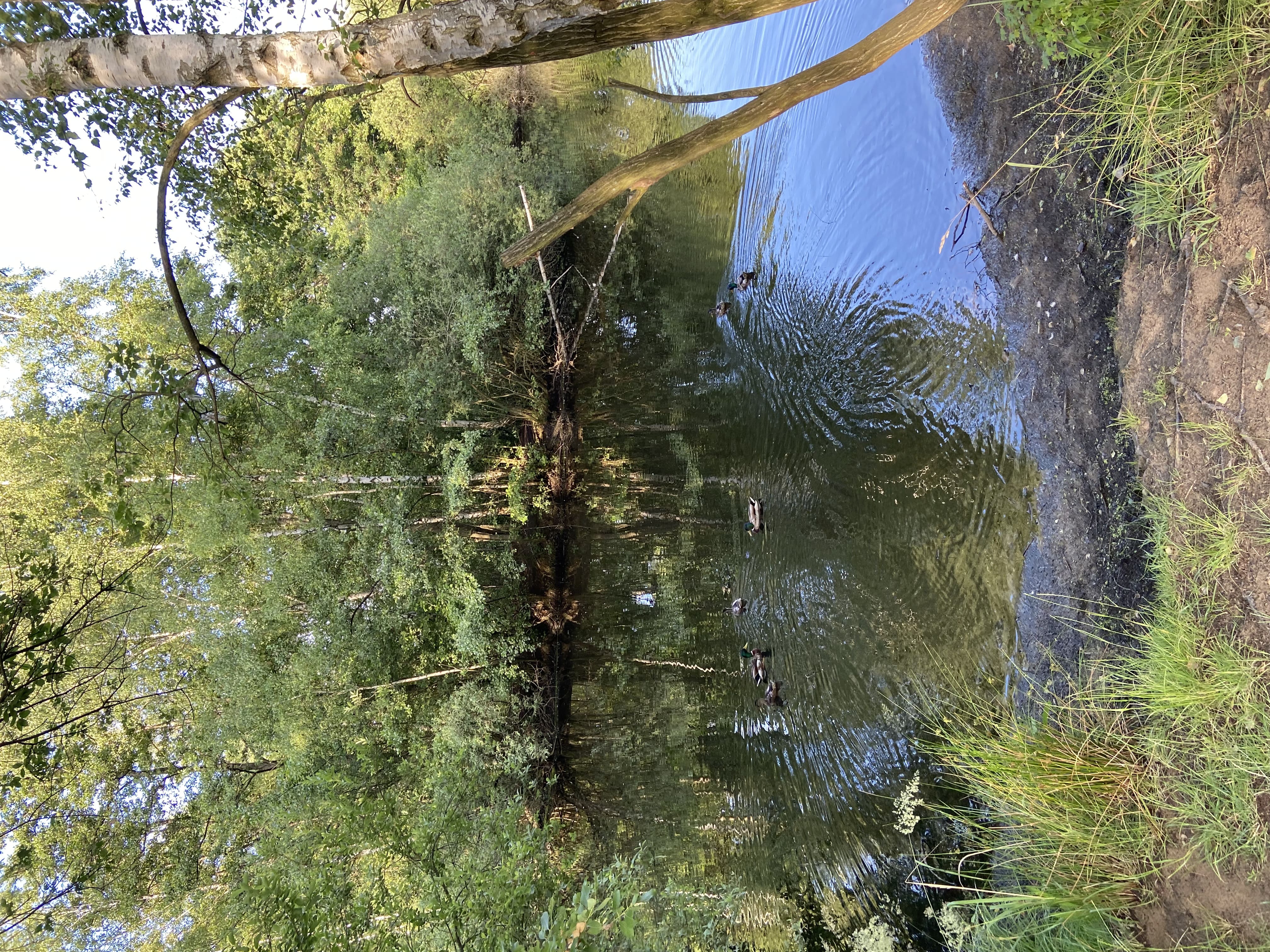 dunk in water